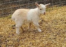 Nigerian Dwarf and Nigerian Dwarf/Pygmy kids - Photo 7
