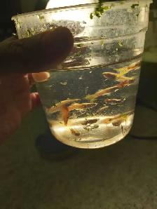 home breed guppies