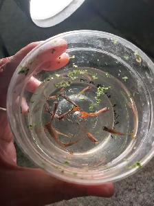 home breed guppies - Photo 2