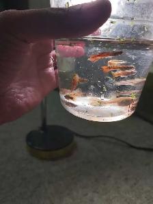 home breed guppies - Photo 3