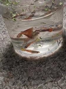 home breed guppies - Photo 4