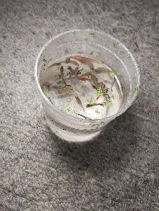 home breed guppies - Photo 5