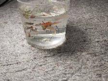 home breed guppies - Photo 6