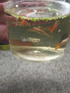 home breed guppies - Photo 7