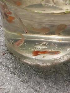 home breed guppies - Photo 8