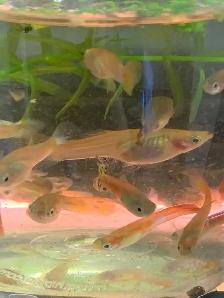 home breed guppies - Photo 9