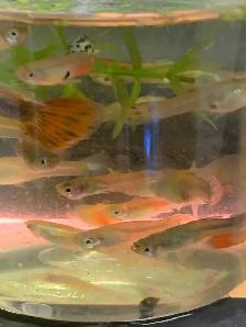 home breed guppies - Photo 10