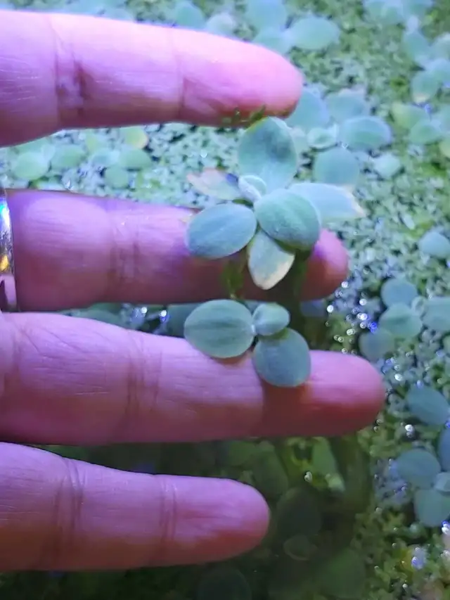 Mini waterlettuce aquarium plants