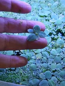 Mini waterlettuce aquarium plants - Photo 2