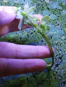 Mini waterlettuce aquarium plants - Photo 3