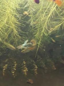 Mini waterlettuce aquarium plants - Photo 4