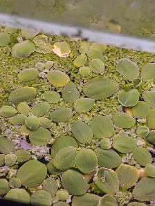 Mini waterlettuce aquarium plants - Photo 5