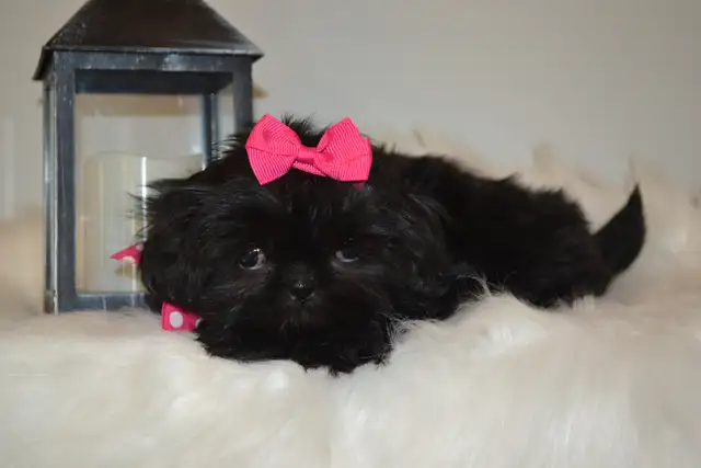 Chiots Shih-Tzu impérial femelles