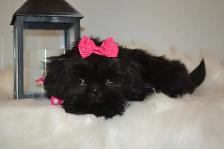Chiots Shih-Tzu impérial femelles
