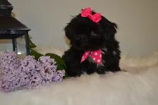 Chiots Shih-Tzu impérial femelles - Photo 2
