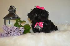 Chiots Shih-Tzu impérial femelles - Photo 3