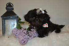Chiots Shih-Tzu impérial femelles - Photo 4