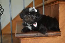 Chiots Shih-Tzu impérial femelles - Photo 5