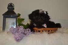 Chiots Shih-Tzu impérial femelles - Photo 6