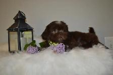 Chiots Shih-Tzu impérial femelles - Photo 7