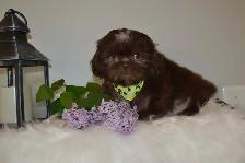 Chiots Shih-Tzu impérial femelles - Photo 8
