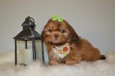 Chiots Shih-Tzu impérial femelles - Photo 9