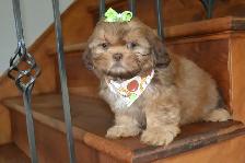 Chiots Shih-Tzu impérial femelles - Photo 10