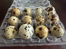 Coturnix quail eggs.