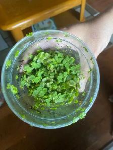 salvinia aquarium plants