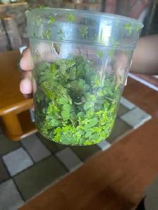 salvinia aquarium plants - Photo 2
