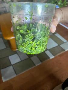 salvinia aquarium plants - Photo 3