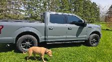 2020 Ford F-150 XLT - Photo 3