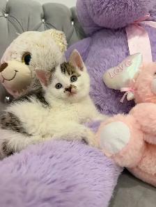 ❤️Bengal mix kittens -647-317-3197