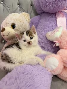 ❤️Bengal mix kittens -647-317-3197 - Photo 2