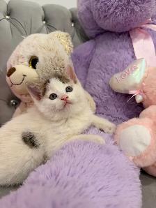 ❤️Bengal mix kittens -647-317-3197 - Photo 3