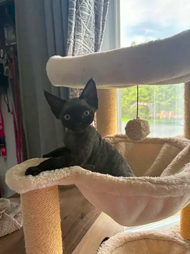 Devon Rex
