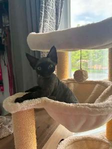 Devon Rex