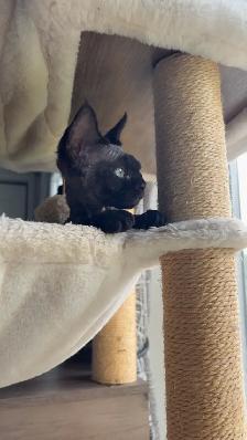 Devon Rex - Photo 2