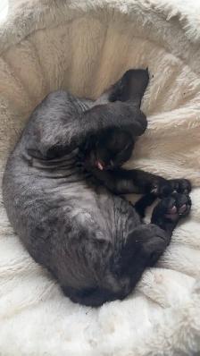 Devon Rex - Photo 3