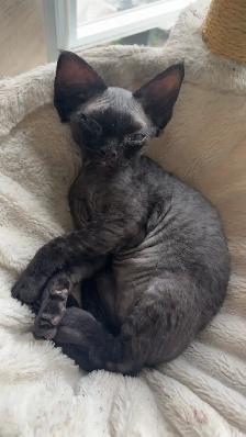 Devon Rex - Photo 4
