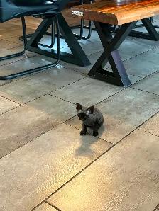 Devon Rex - Photo 5