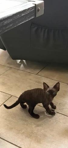 Devon Rex - Photo 6