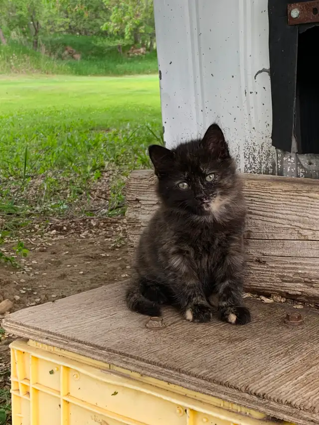 Kittens For Sale