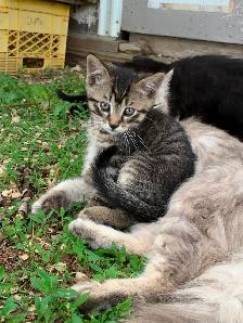 Kittens For Sale - Photo 2