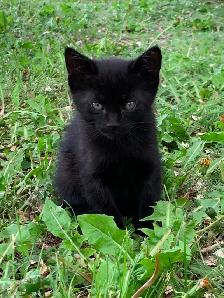 Kittens For Sale - Photo 3