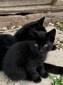 Kittens For Sale - Photo 4