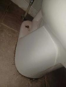 Suzys Diamond Shine Cleaning - Photo 4