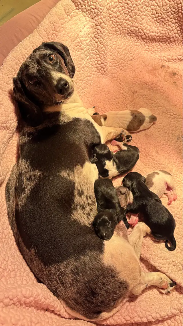 miniature dachshund puppies