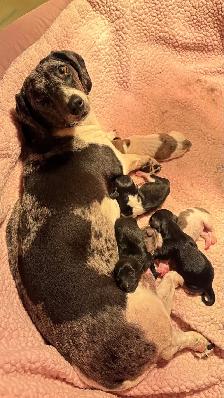 miniature dachshund puppies