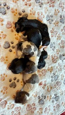 miniature dachshund puppies - Photo 2